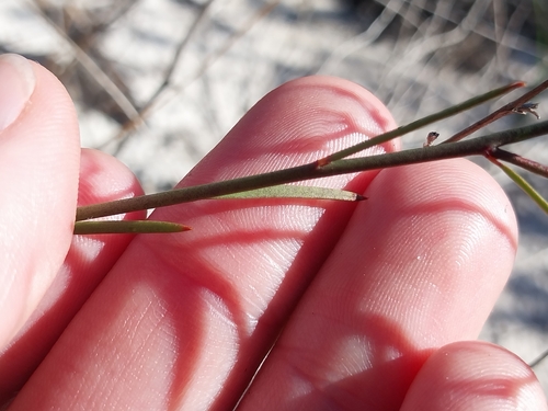 Polygala garcini, photograph 3