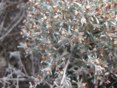 Helichrysum cylindriflorum