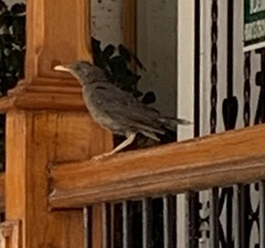 Turdus chiguanco