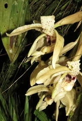 Stanhopea