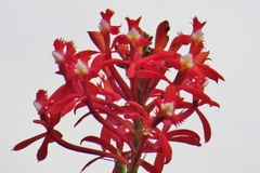 Epidendrum cochlidium