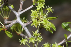 Pseudoziziphus parryi
