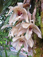 Stanhopea