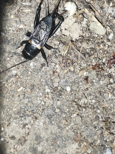 Southern Field Cricket, ул. МФЦ, д, МФЦ, Хучни, Респ. Дагестан, Россия, 368000, photo 9 of 10