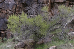 Pseudoziziphus parryi