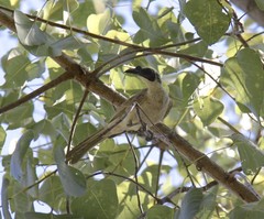 Philemon argenticeps