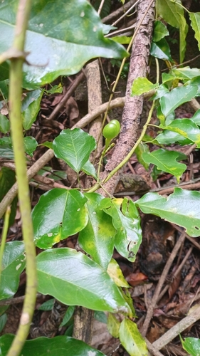 Jasminum flexile observed 2026-04-24