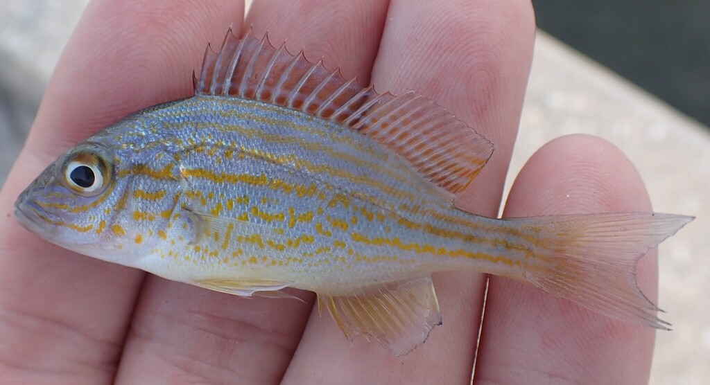 Pig Fish Bug Pigfish from St. Petersburg, FL, USA on April 18, 2026 at 06:38 PM by ...