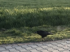 Corvus frugilegus