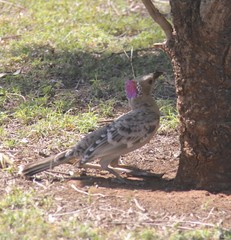 Chlamydera nuchalis