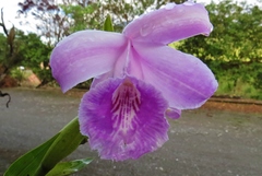 Sobralia rosea