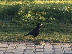 Corvus frugilegus