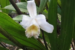 Sobralia klotzscheana