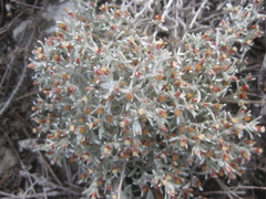 Helichrysum cylindriflorum