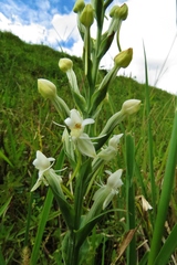 Habenaria monorrhiza