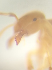 Lasius myops