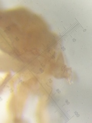 Lasius myops