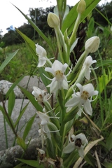 Habenaria monorrhiza
