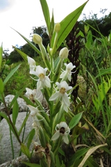 Habenaria monorrhiza