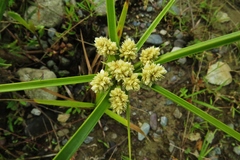 Cyperus luzulae