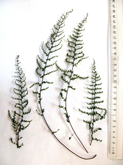 Cheilanthes parviloba