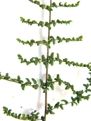 Cheilanthes parviloba