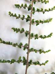 Cheilanthes parviloba