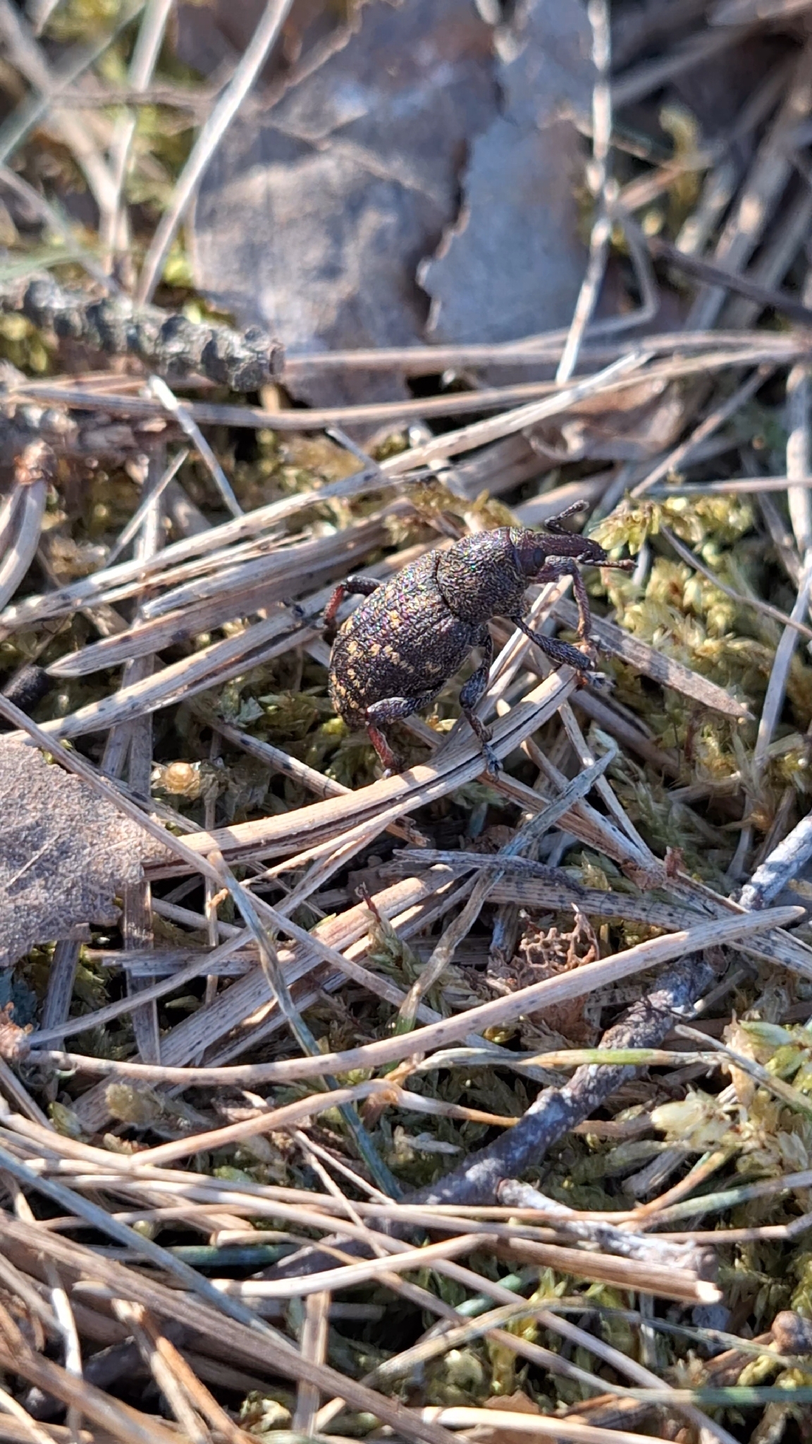 Hylobius pinastri