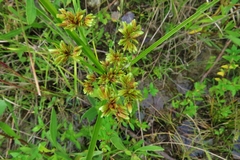 Cyperus luzulae