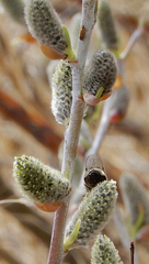 Salix irrorata