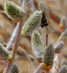 Salix irrorata