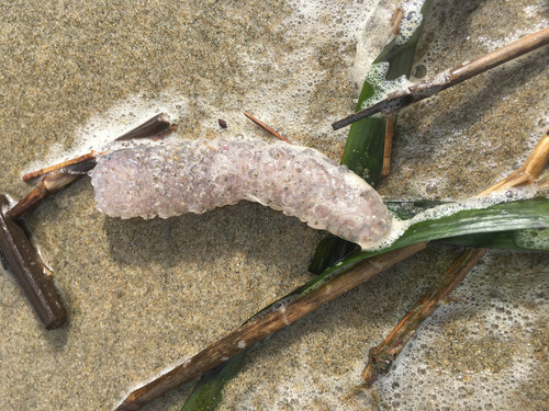 Pyrosoma atlanticum
