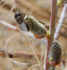 Salix irrorata