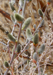 Salix irrorata