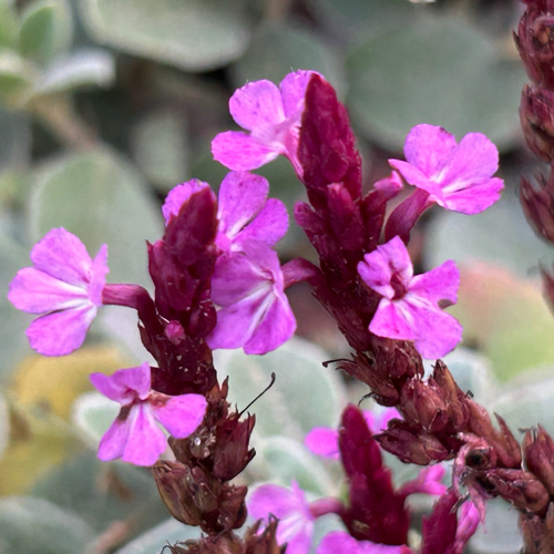 Striga gesnerioides, photograph 4