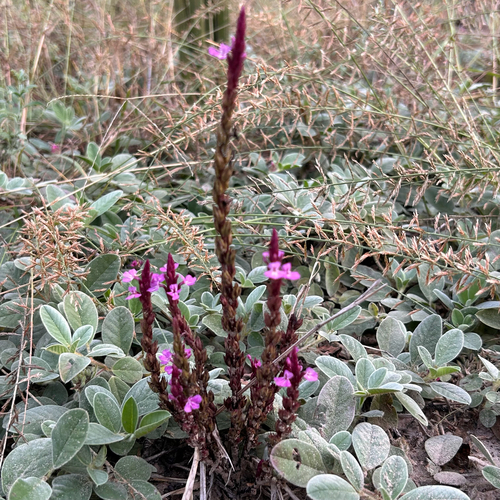 Striga gesnerioides, photograph 6