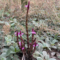 Striga gesnerioides, photograph author not stated, no rights reserved