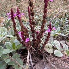 Striga gesnerioides, photograph author not stated, no rights reserved