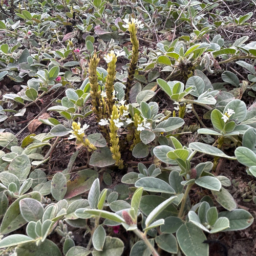Striga gesnerioides, photograph 3