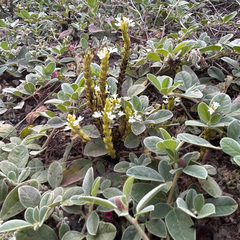Striga gesnerioides, photograph author not stated, no rights reserved