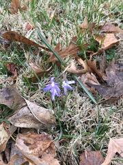 Scilla forbesii