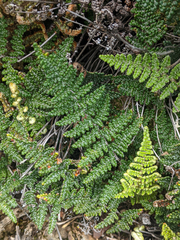 Myriopteris covillei