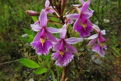 Epidendrum calanthum