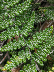 Myriopteris covillei