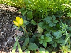 Potentilla freyniana