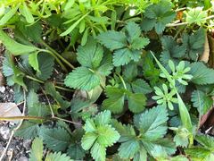 Potentilla freyniana