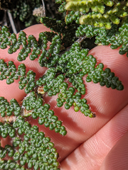 Myriopteris covillei