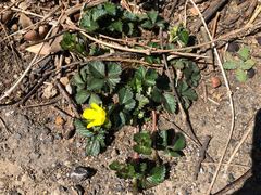Potentilla freyniana