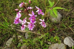 Epidendrum calanthum