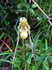 Phragmipedium pearcei